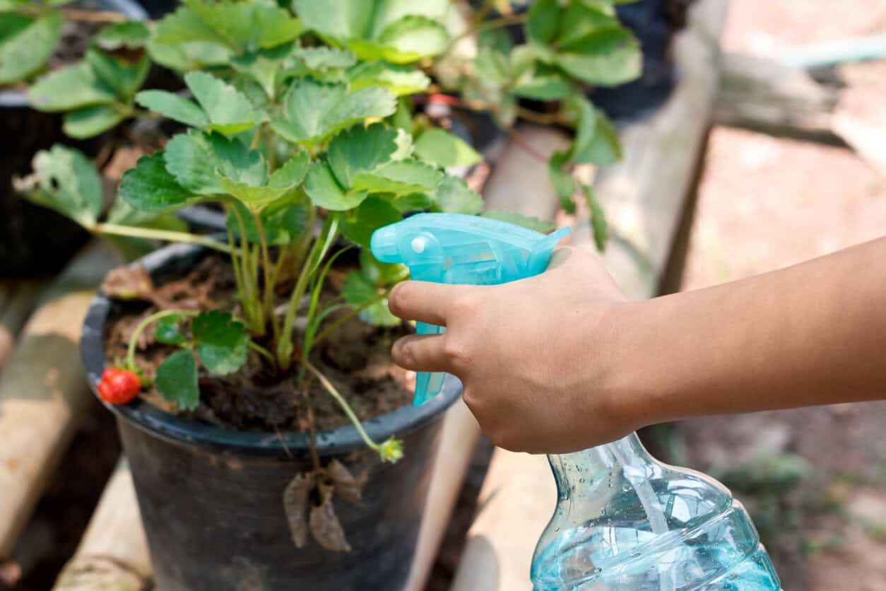 liquid fertilizer strawberries