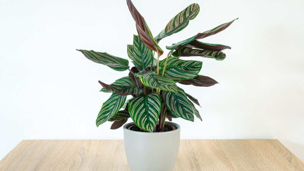 prayer plant
