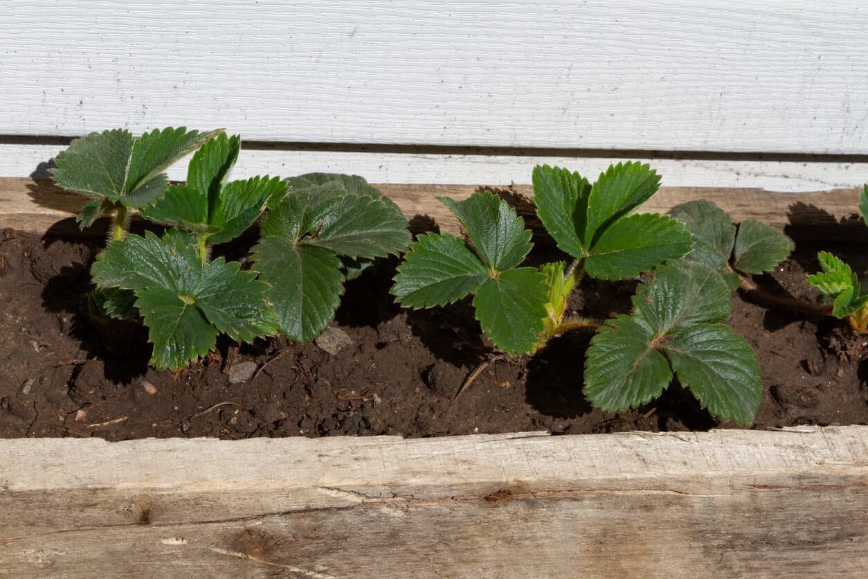 strawberry bushes in seedlings in a wooden trough