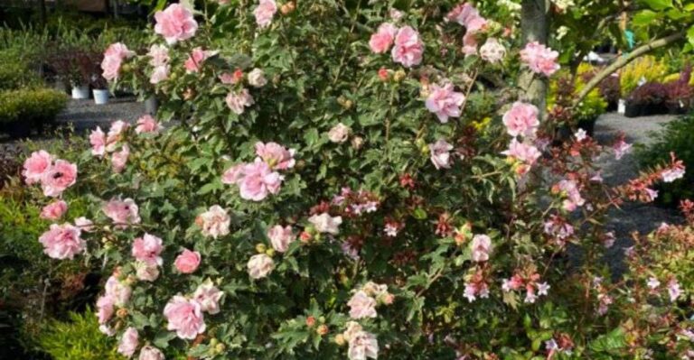 10 Struiken Die Je In Nederland In Maart Veilig Kunt Snoeien Zonder Je Bloei Te Verpesten