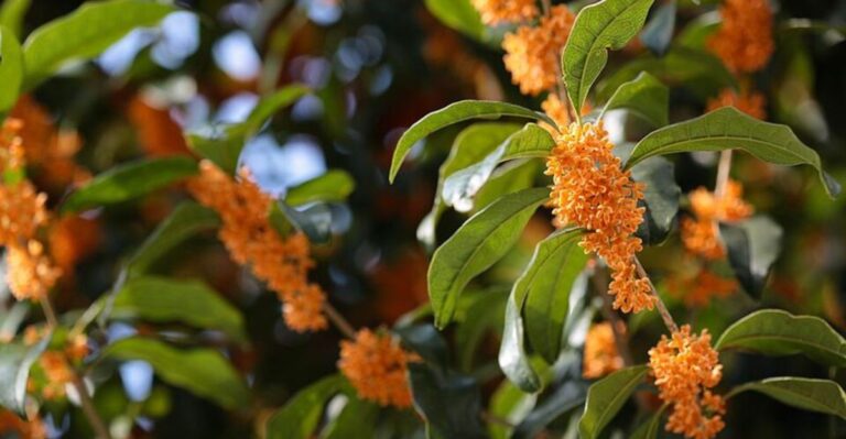 12 planten die je Nederlandse achtertuin onweerstaanbaar laten ruiken