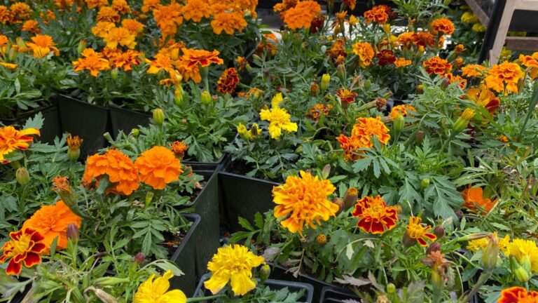 18 eenjarigen om nu te planten voor bloemen in het voorjaar en de zomer — plus het geheim voor langdurige bloei