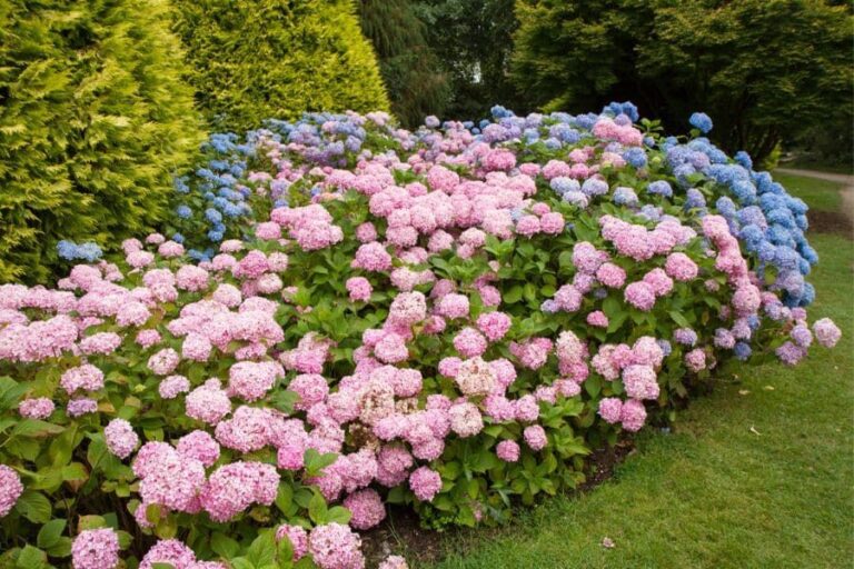 5 dingen die je in maart moet doen voor gezonde hortensia’s en een uitbundige zomerbloei