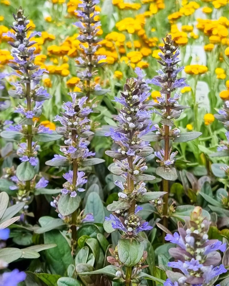 Ajuga (Bugleweed)