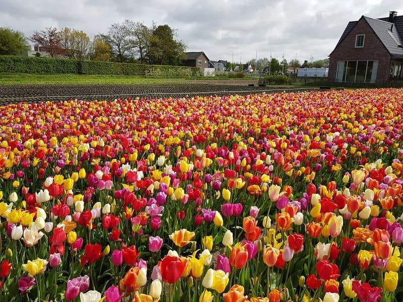 Annemieke's Pluktuin (Tulips and More)