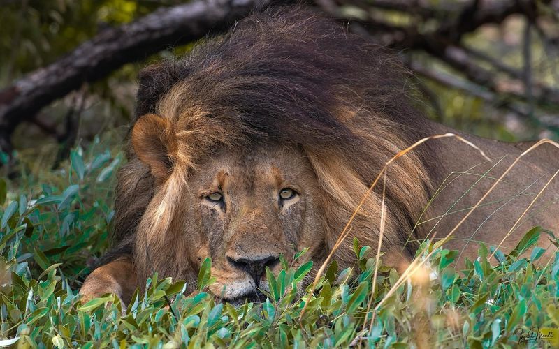 April Lion Hearts: Courageous Souls Roaming Free