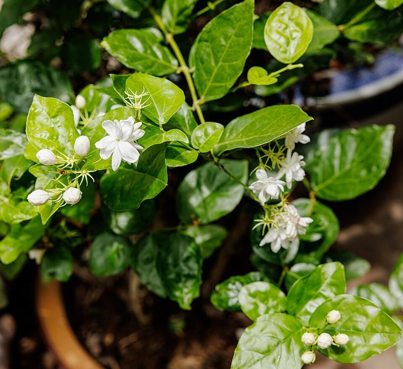 Arabian Jasmine (Jasminum sambac)