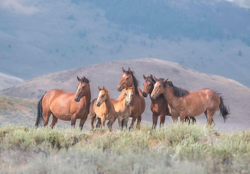 August Wild Horses: Free Spirits Racing Through Life