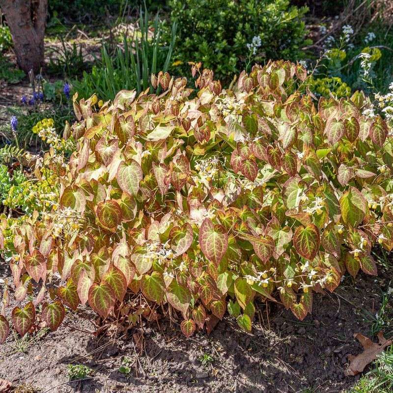 Barrenwort (Epimedium)