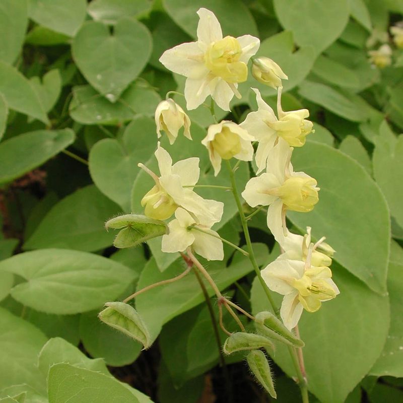 Barrenwort (Epimedium)