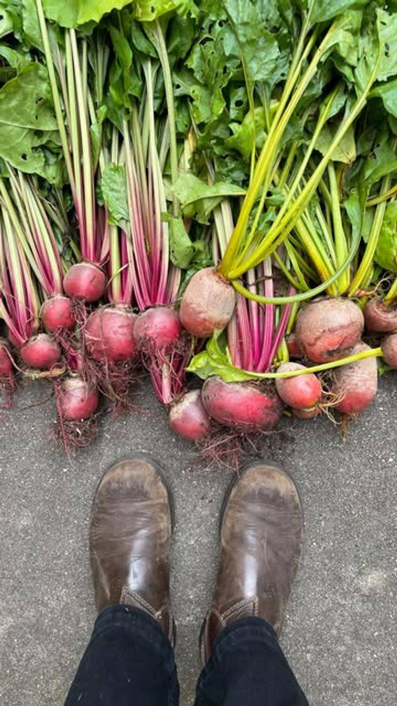 Beets