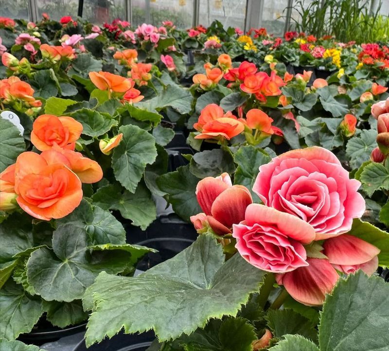Begonias For Shady Spots
