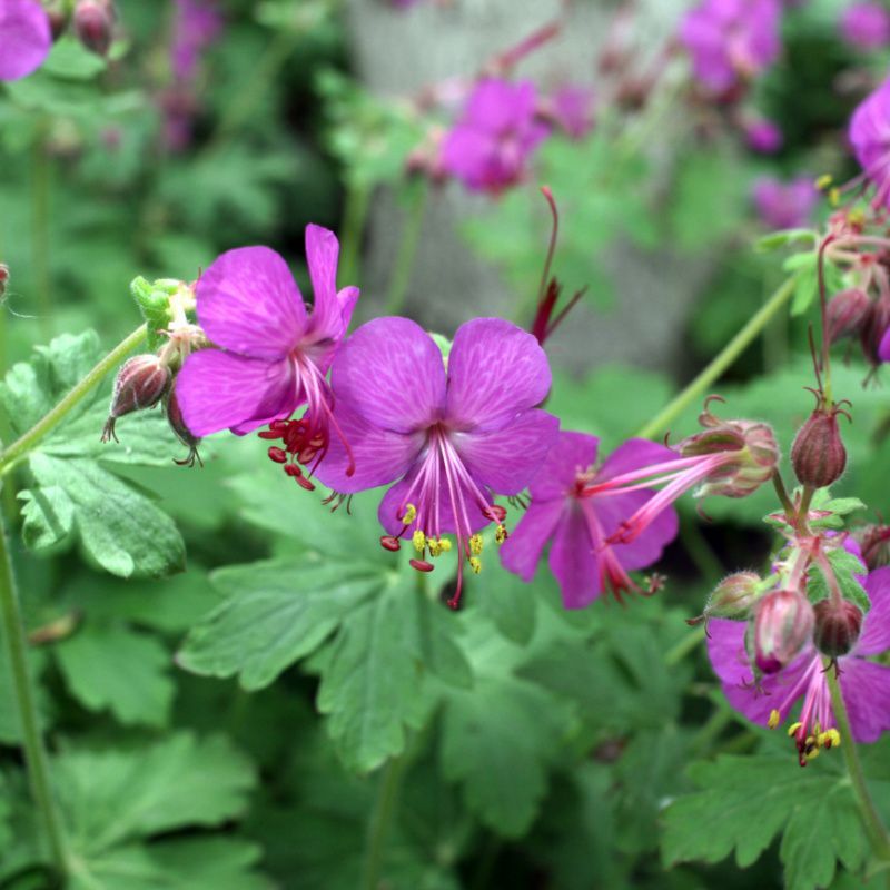 Bigroot Geranium