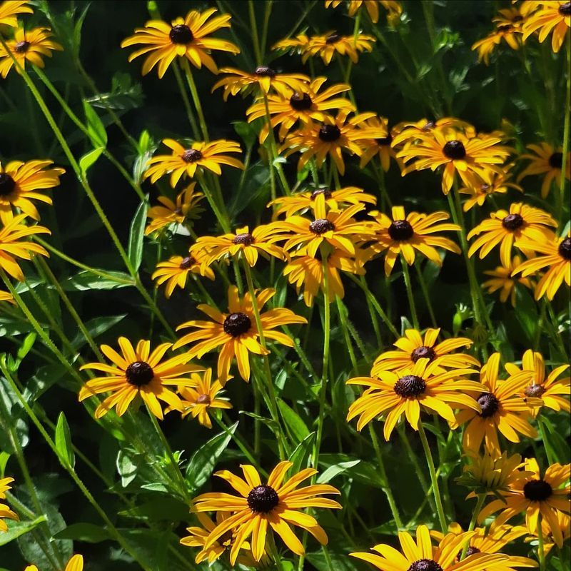 Black-Eyed Susan