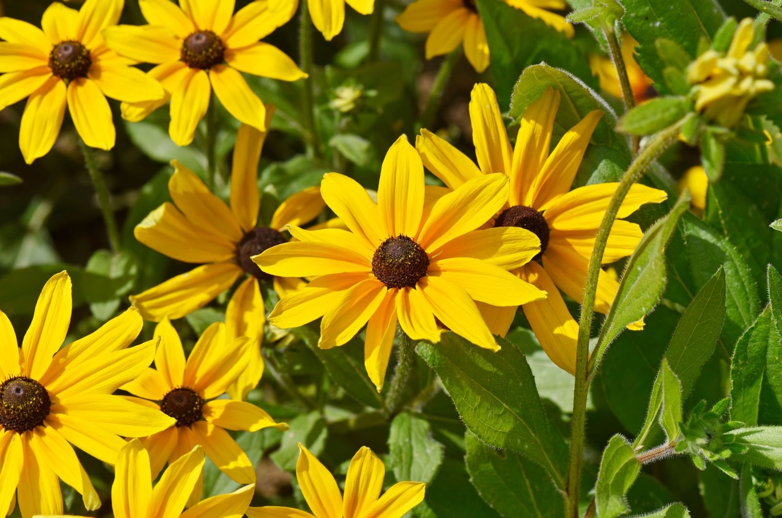 Black eyed Susan
