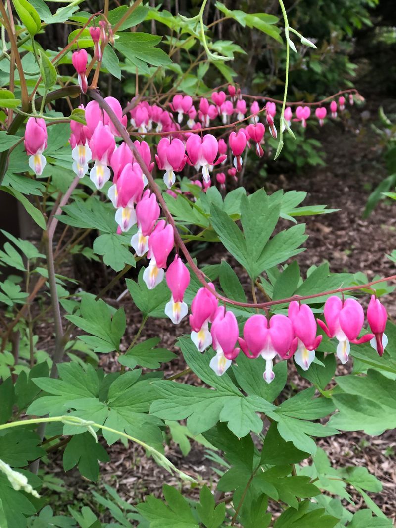 Bleeding Heart (Dicentra spectabilis)
