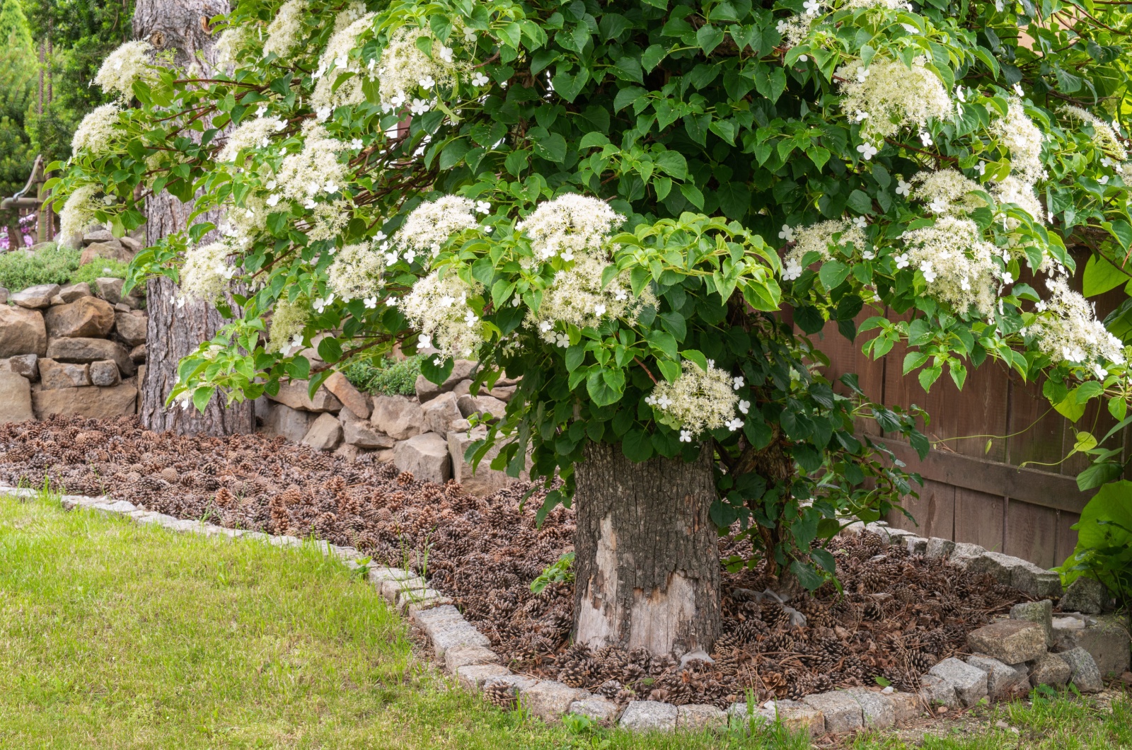 Blooming climbing hydrangea in the garden