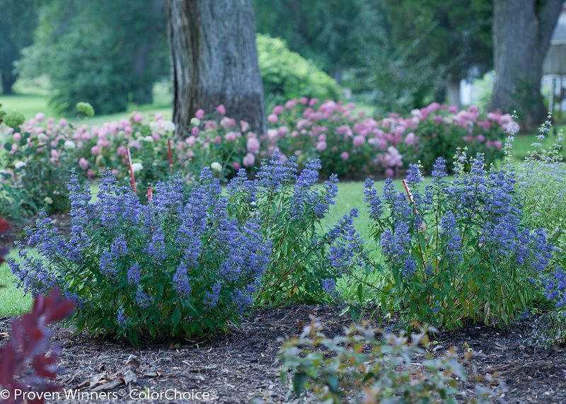 Bluebeard (Caryopteris clandonensis)