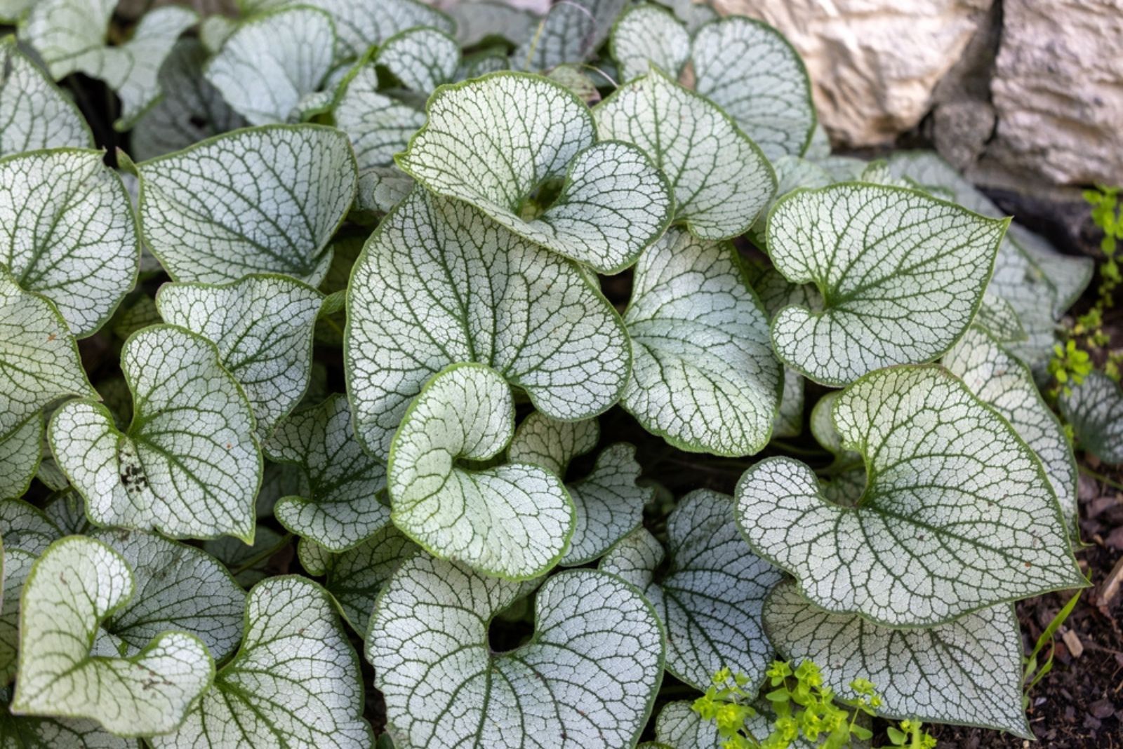 Brunnera