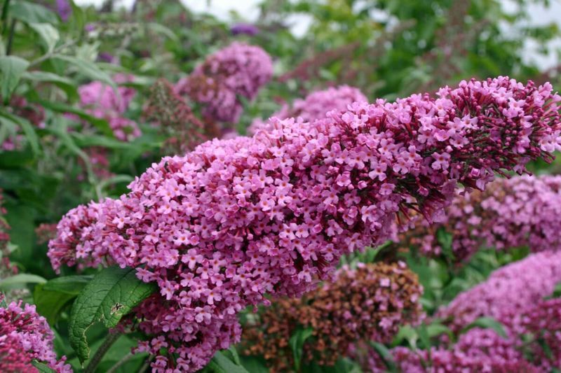 Butterfly Bush (Buddleja davidii)