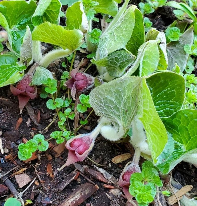 Canadian Wild Ginger (Asarum canadense)