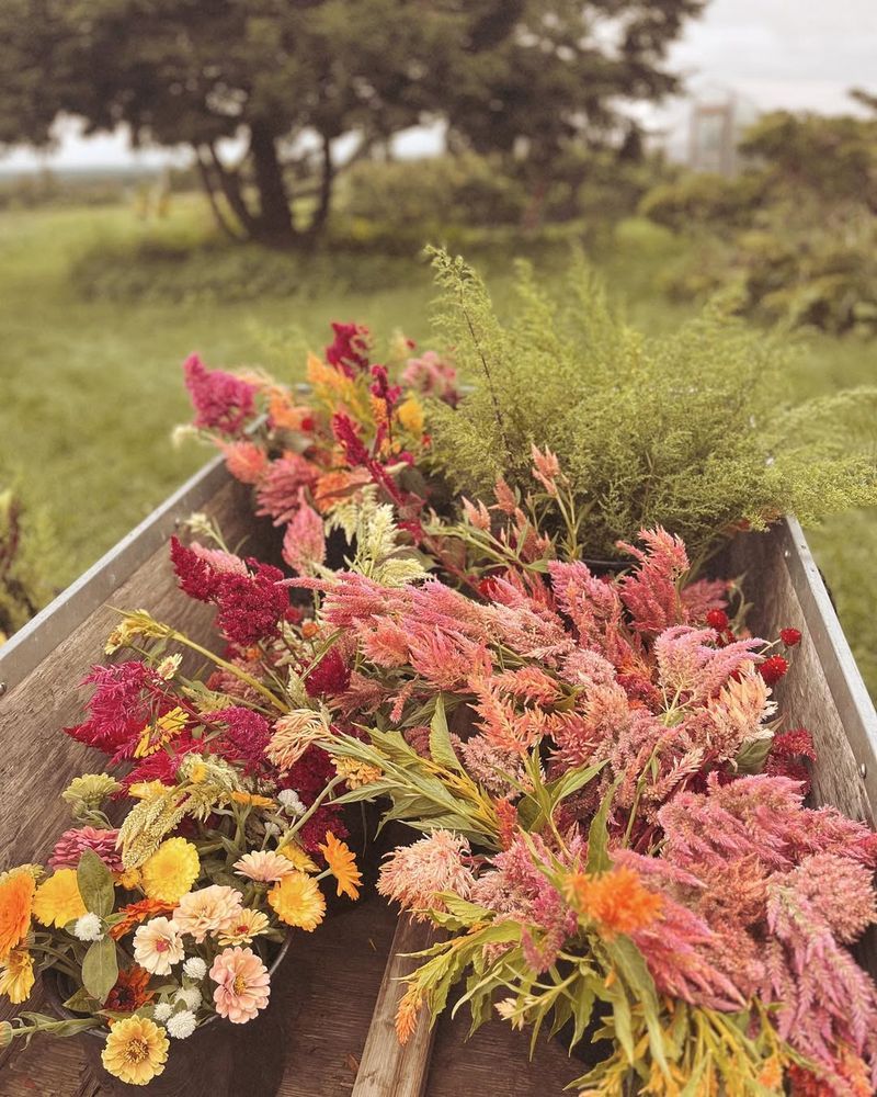 Celosia For Unique Texture