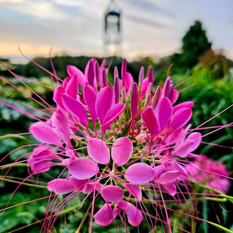 Cleome For Tall Blooms
