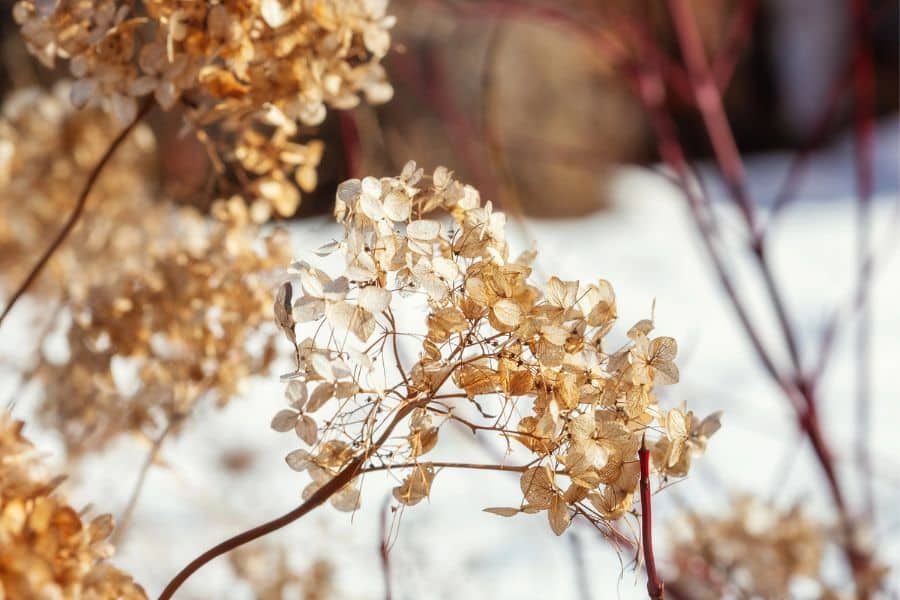 Close up of dried hydrangea blooms left on the plant from winter illustrating things to do in March for healthy hydrangea pruning preparation.