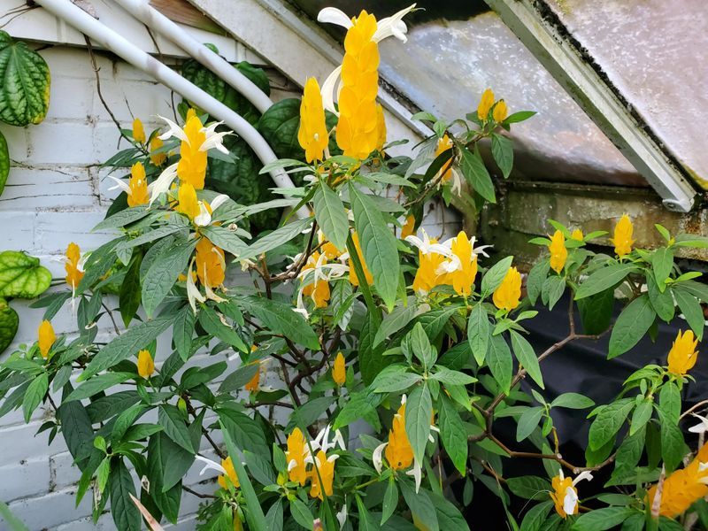 Corydalis (Corydalis lutea)