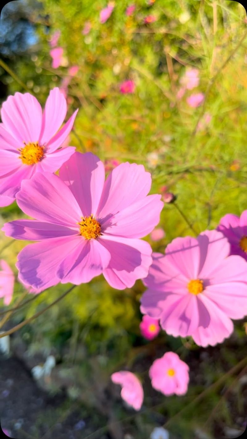 Cosmos For Effortless Beauty