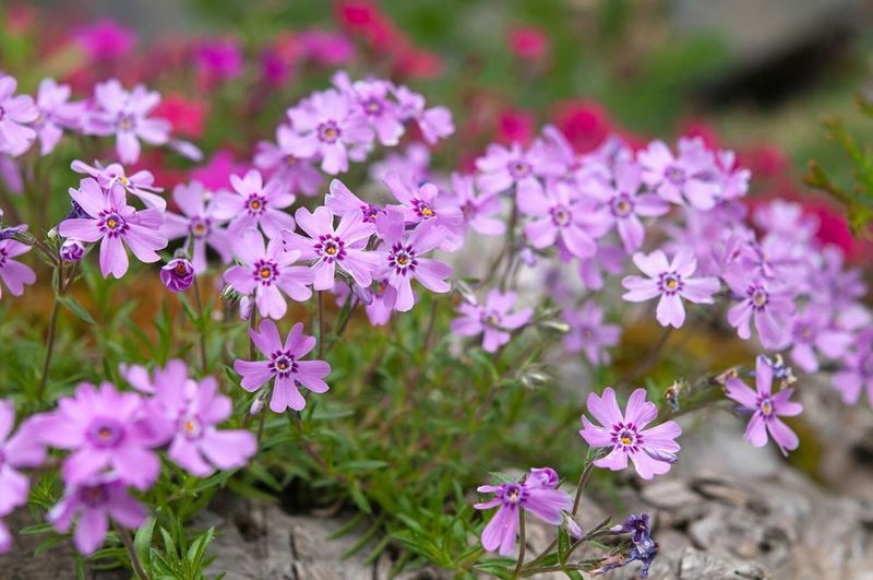 Creeping Phlox