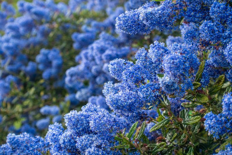 Deciduous Ceanothus