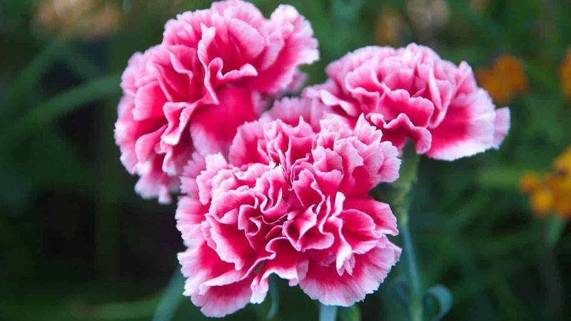 Dianthus For Cottage Charm