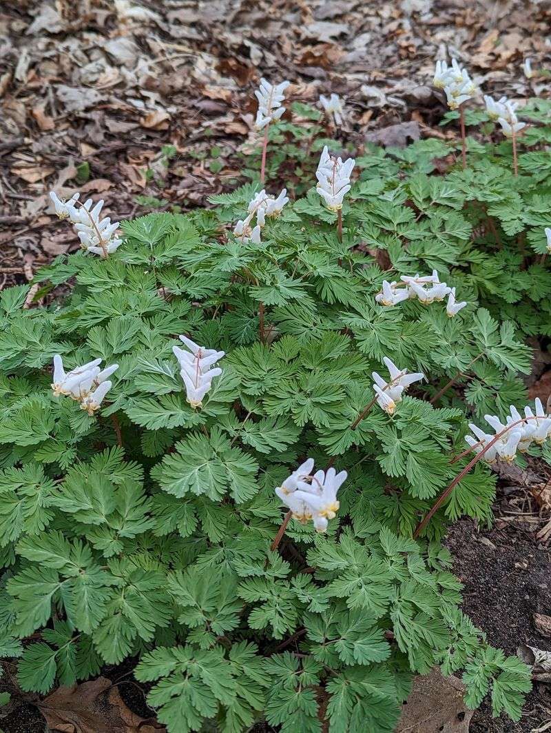 Dutchman’s Breeches (Dicentra cucullaria)