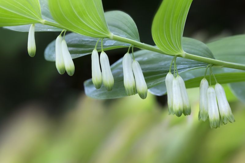 Dwarf Solomon's Seal
