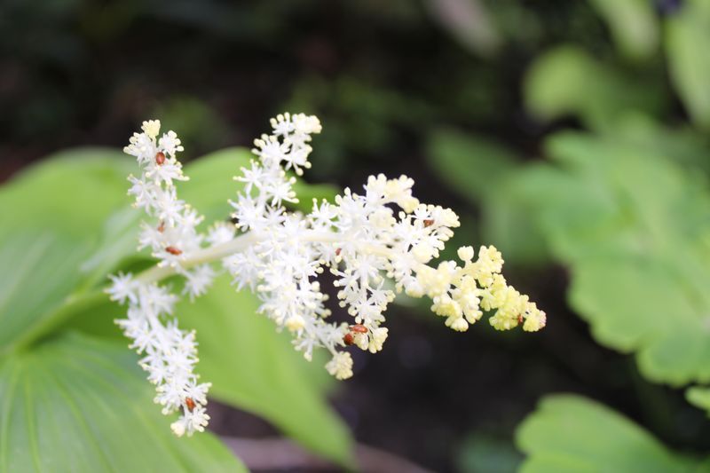 False Solomon’s Seal (Maianthemum racemosum)