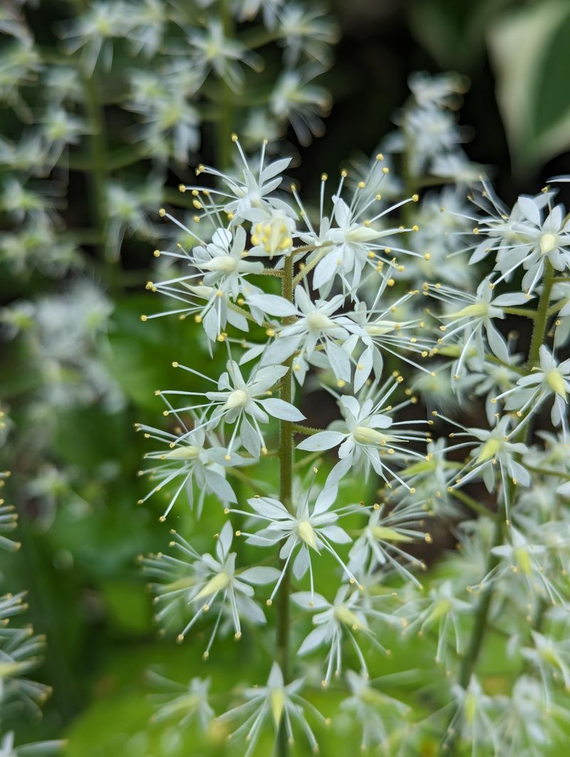 Foamflower (Tiarella)