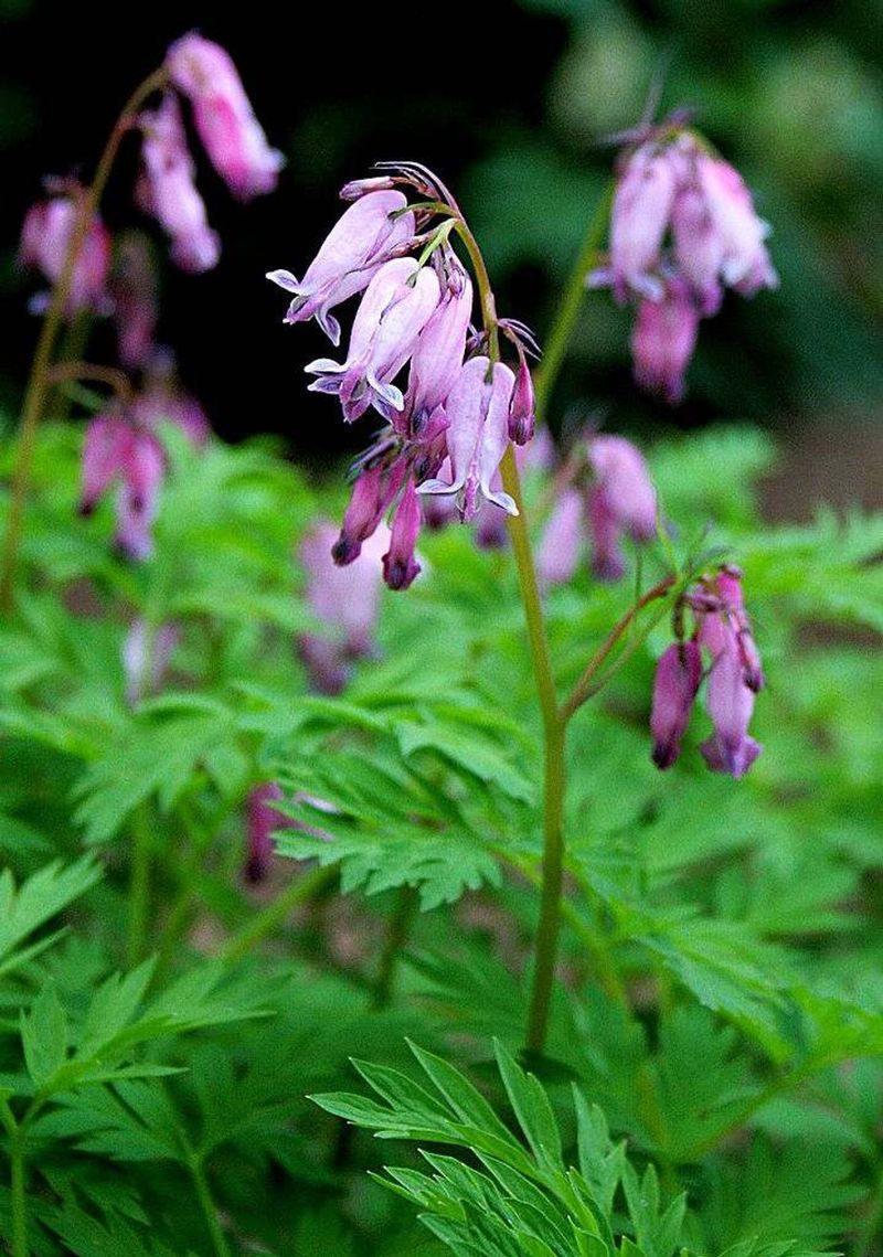 Fringed Bleeding Heart