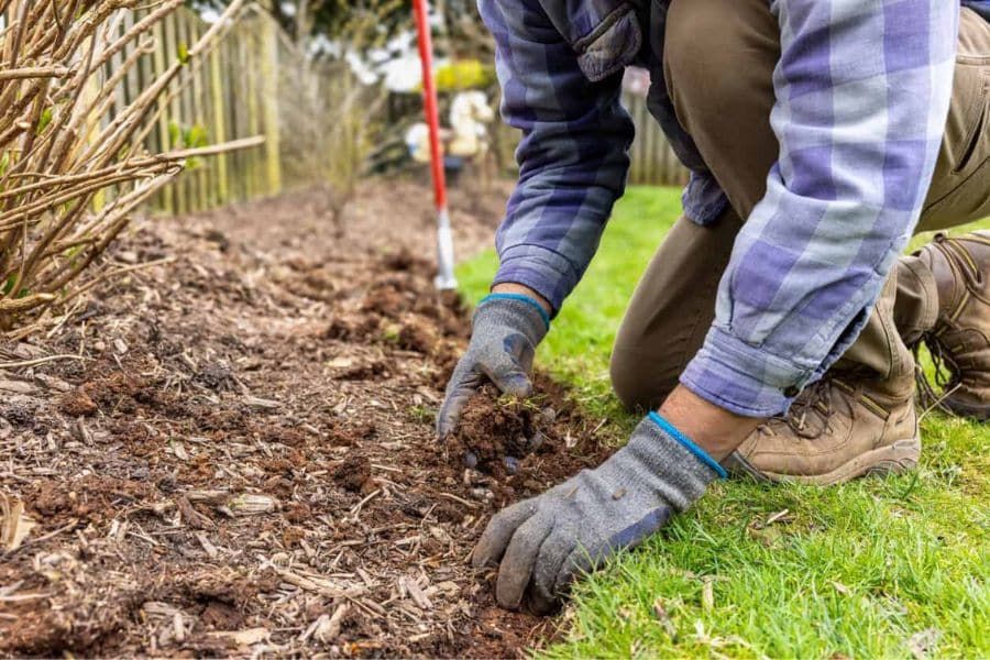 Gardener spreading fresh mulch around hydrangea stems in a flower bed highlighting important things to do in March for healthy hydrangea.