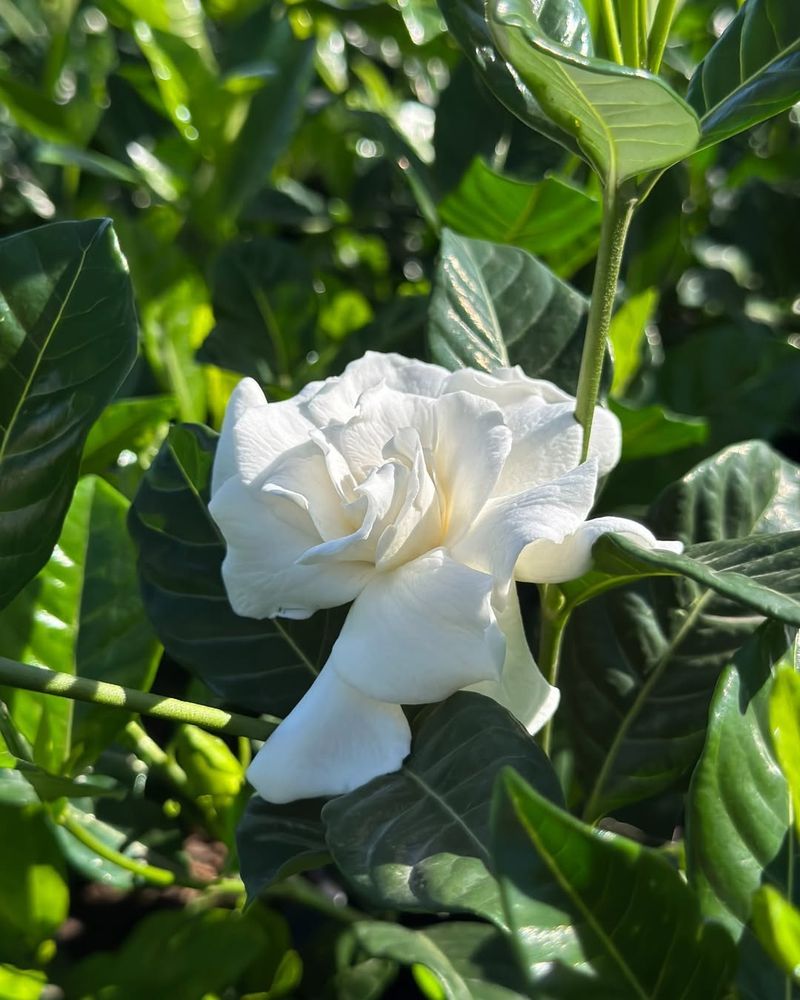 Gardenia (Gardenia jasminoides)