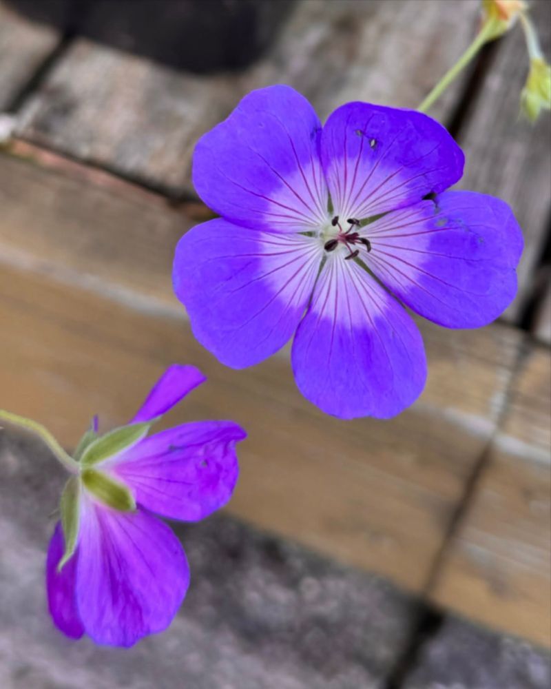 Geranium 'Rozanne'