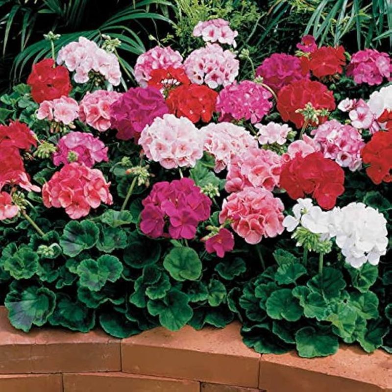 Geraniums For Reliable Color
