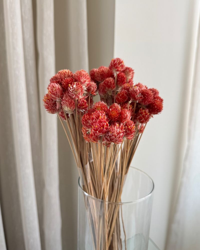 Gomphrena For Dried Bouquets