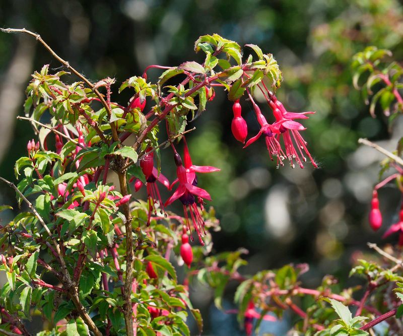 Hardy Fuchsia
