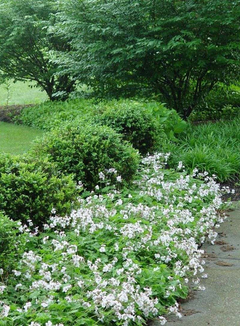 Hardy Geranium 'Biokovo'