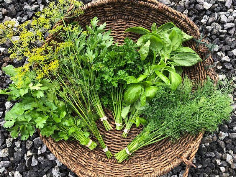 Herbs (Basil, Parsley, Dill)