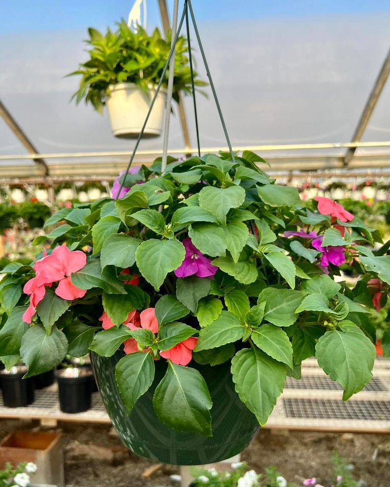 Impatiens For Shady Blooms