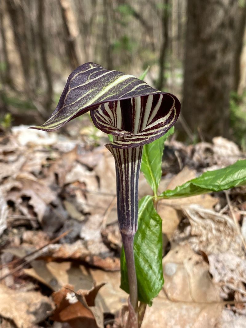 Jack-in-the-Pulpit (Arisaema triphyllum)