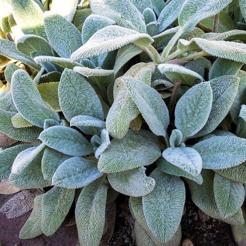 Lamb's Ear