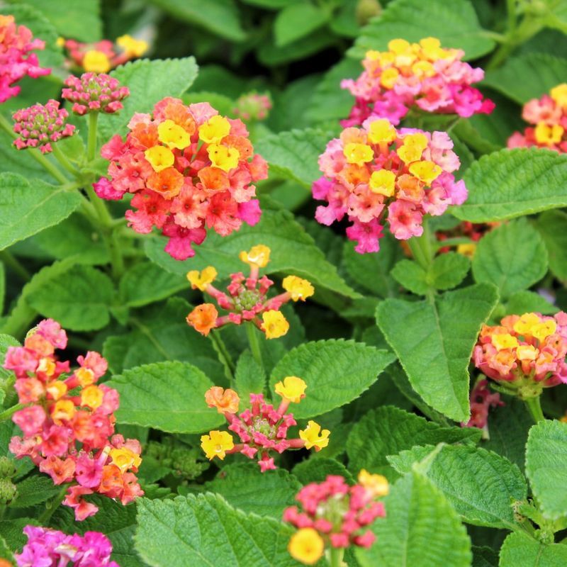 Lantana For Pollinators